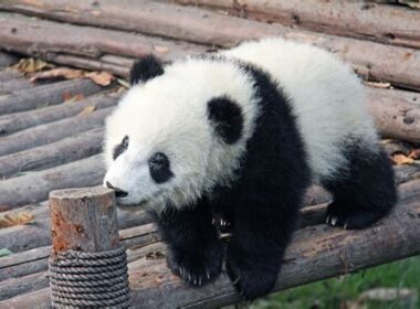 kiralik-panda-ile-asya-turu-siradisi-deneyim
